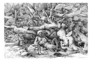 Man Smoking a Hookah by a Cactus Hedge in Jenin, Israel, vintage engraving photo