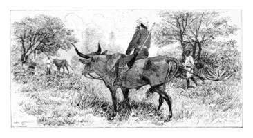 soldado montando un búfalo en angola, del Sur África, Clásico grabado foto