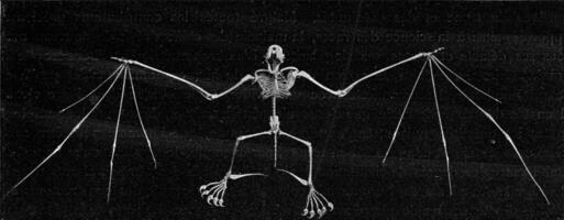 esqueleto de un murciélago, Clásico grabado. foto