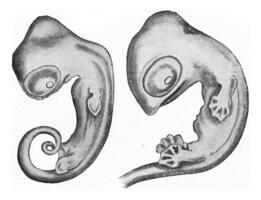 Embryos of salamanders greatly enlarged, vintage engraving. photo