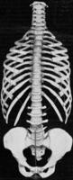 Human vertebral column with sides and pelvic girdle, vintage engraving. photo