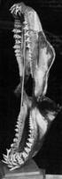 Superior y inferior mandíbula de un tiburón, Clásico grabado. foto