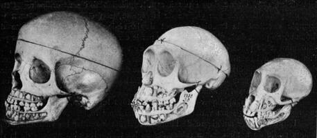 Skull of the man, the chimpanze and the Inuus, with the jaws cut to show the alternation of the teeth, vintage engraving. photo