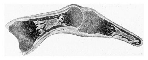 Longitudinal segment through the finger of a human embryo of a certain age, vintage engraving. photo