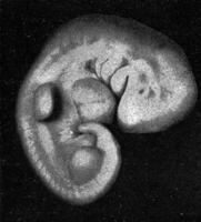 Young human embryo with ploughs of branchial arches and gill slits, as well as limbs in the form of fins, vintage engraving. photo