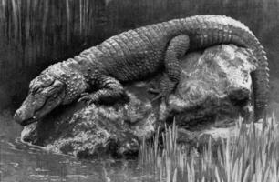 Chinese alligator, vintage engraving. photo