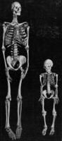 esqueleto de un gigante y un enano, Clásico grabado. foto