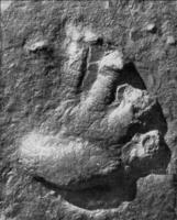 huella de un vertebrado pie de el continente de el secundario era, Clásico grabado. foto