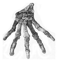 Skeletons of the hand of primitive carnivores of the tertiary era, vintage engraving. photo