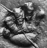 Natural imprint of the left hand of a vertebra of the continent of the Permian period, vintage engraving. photo