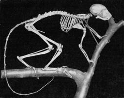 esqueleto de un maki con agarre órganos a cada fin, Clásico grabado. foto