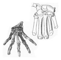 Skeletons of the hand of primitive carnivores of the tertiary era, vintage engraving. photo