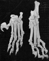 Skeleton of the left hand and foot of a four year old lioness, vintage engraving. photo