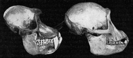 calaveras de papión y un chimpancé, Clásico grabado. foto