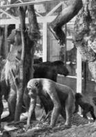 grupo de gorilas con su nido, Clásico grabado. foto