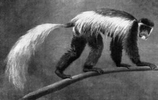 The silky monkey of Kilimanjaro, vintage engraving. photo