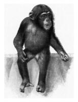 Young chimpanzee , vintage engraving. photo