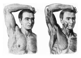 The muscles of the arm of the man hand being lifted, vintage engraving. photo