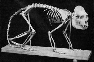 Skeleton of a howler monkey of Brazil, vintage engraving. photo