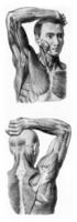 The muscles of the arm of the man hand being lifted, vintage engraving. photo