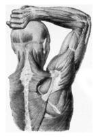 The muscles of the arm of the man hand being lifted, vintage engraving. photo