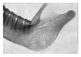 inferior mandíbula de un orang edad, Clásico grabado. foto