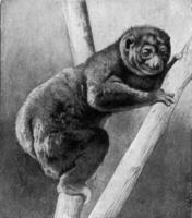 Maki as a type of climber, vintage engraving. photo