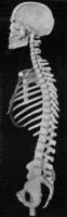 Cross section of the head and spine of the man, vintage engraving. photo