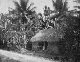 Tropical vegetation in India, vintage engraving. photo