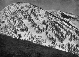 bosque de coníferas en el Nevado picos de sierra Nevada, Clásico grabado. foto