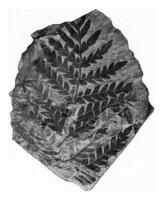 Fossil fern leaf preserved as upper carboniferous coal, vintage engraving. photo