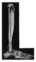 esqueleto de el inferior muslo y pie de un japonés visto externamente, Clásico grabado. foto