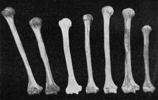 Comparative table of the radius of different breeds, seen internally, vintage engraving. photo