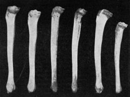 Comparative table of tibias of different races seen internally, vintage engraving. photo