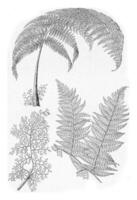 Leaf of the tropical fern Hemitelia capensis, vintage engraving. photo