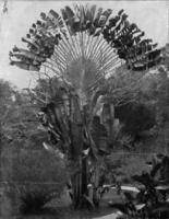 un esquina de parque en Ceilán, como un ejemplo de tropical vegetación, con un ravenala, Clásico grabado. foto