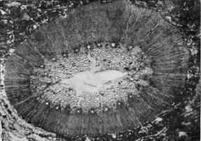 Section through the trunk of a Calamariecee of the Carboniferous Formation, vintage engraving. photo