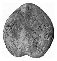 Spatangus, fossil sea urchin from the Tertiary of northwestern Germany, vintage engraving. photo