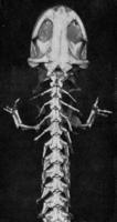 anterior parte de el esqueleto de un gigante japonés salamandra, Clásico grabado. foto