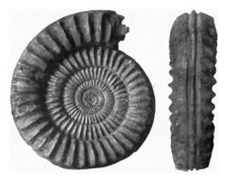 arietitas, inferior jurásico amonita de norte. Alemania, Clásico grabado. foto