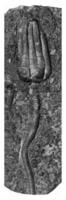 fósil encrino de el alemán muschelkalk, Clásico grabado. foto