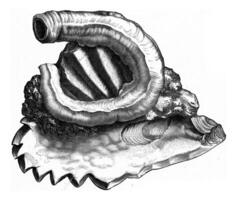 Serpule adhering to an oyster, vintage engraving. photo