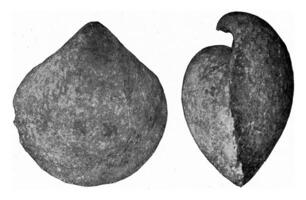 Stringocephalus, fossil brachipode of the Devonian, vintage engraving. photo