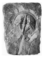 fósil cangrejo de río cola en el forma de el litográfico solenhofen espada, Clásico grabado. foto