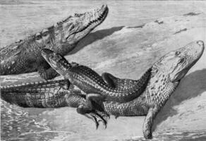 Group of alligators, vintage engraving. photo