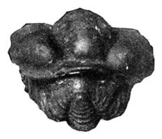 trilobites de el sueco siluriano y bohemio, Clásico grabado. foto