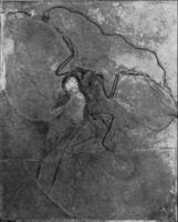 Archeopteryx, vintage engraving. photo
