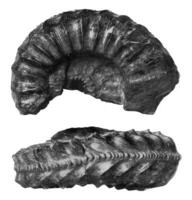 Fragment of an ammonite shell, vintage engraving. photo
