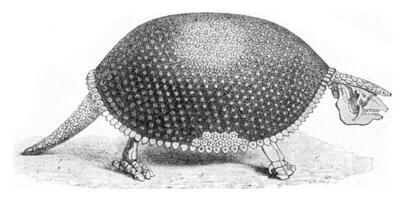 gliptodonte, un fósil armadillo, Clásico grabado. foto