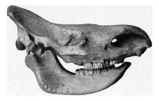 Skull of Rhinoceros antiquitatis, vintage engraving. photo